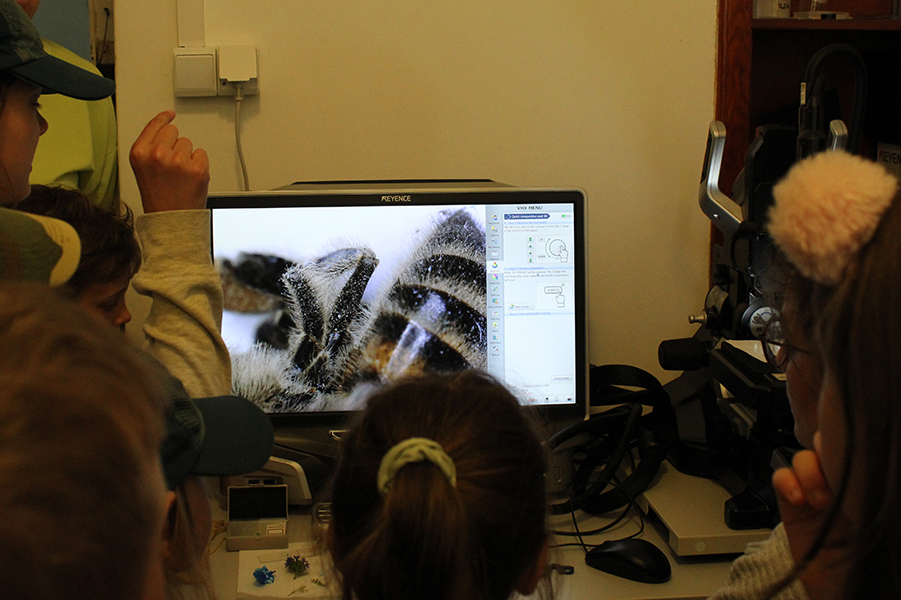 Pokazy