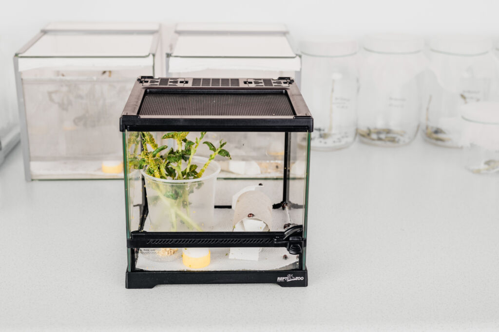 Zdjęcie przedstawiające roślinę zaatakowaną przez mszyce oraz biedronki w małym terrarium