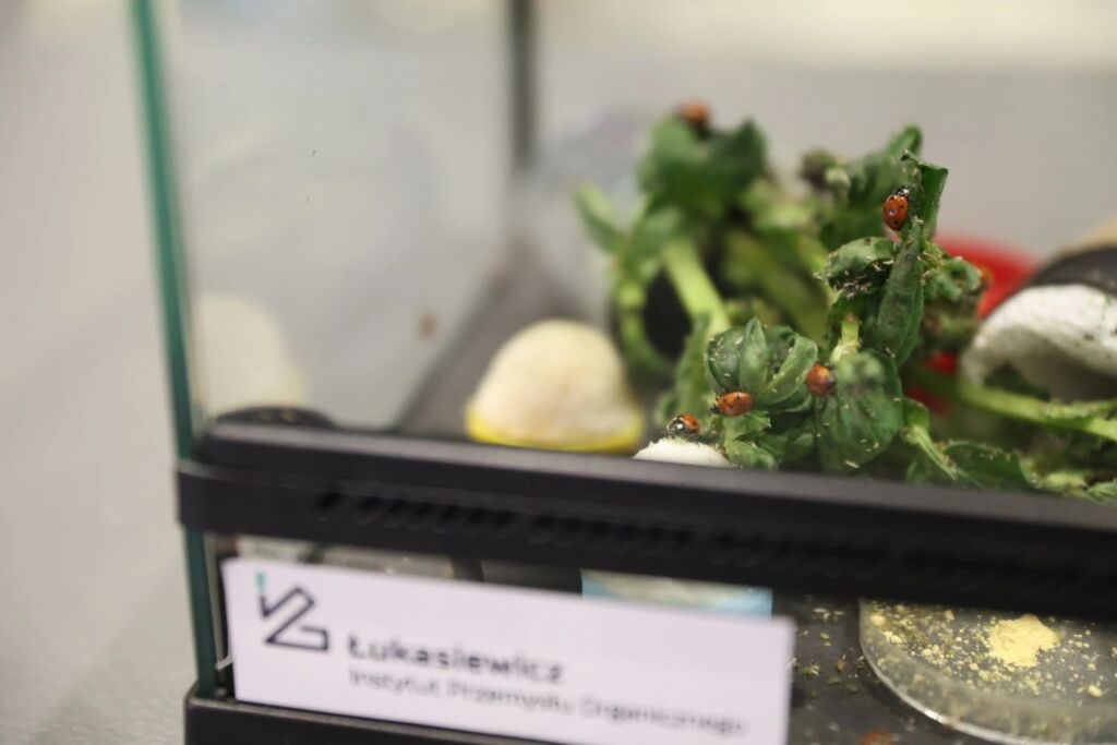 Zdjęcie przedstawia  biedronki w szklanym terrarium
