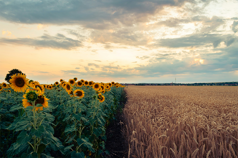 Sunflowers in a field